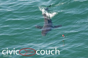A juvenile shark caught on a fisherman's line in Manhattan Beach